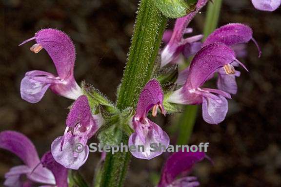 salvia hierosolymitana 2 graphic